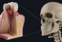 آناتومی دندان به زبان ساده
