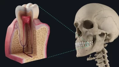آناتومی دندان به زبان ساده