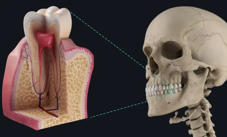 آناتومی دندان به زبان ساده